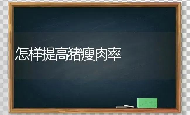 怎样提高猪瘦肉率 | 家畜养殖