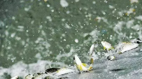 养殖黄金期遇上高温多雨的梅雨季，水产养殖户如何顺利度过？