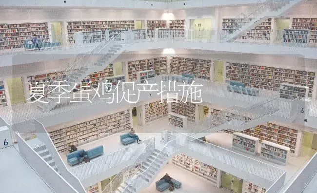 夏季蛋鸡促产措施 | 家禽养殖
