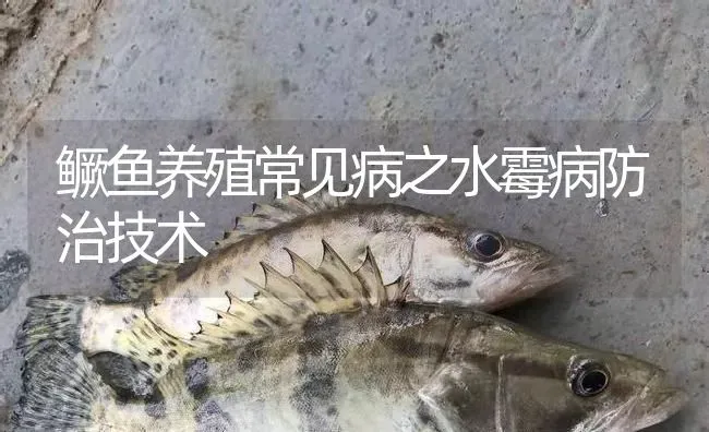 鳜鱼养殖常见病之水霉病防治技术 | 淡水养殖