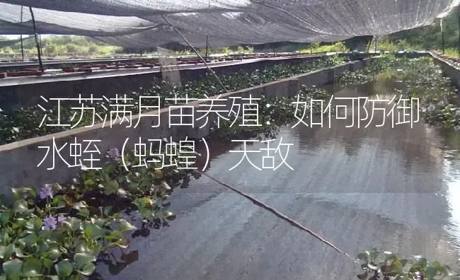 江苏满月苗养殖：如何防御水蛭（蚂蝗）天敌 | 特种养殖