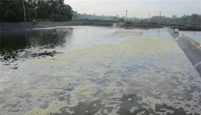 养殖黄金期遇上高温多雨的梅雨季，水产养殖户如何顺利度过？