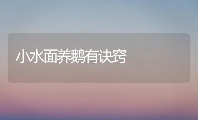 小水面养鹅有诀窍 | 家禽养殖