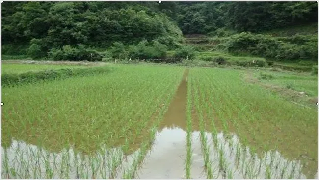 稻田养殖鲫鱼技术 | 农业养殖技术