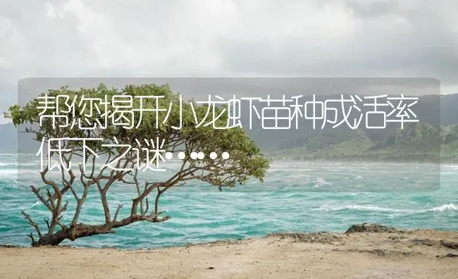 帮您揭开小龙虾苗种成活率低下之谜…… | 海水养殖