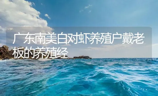 广东南美白对虾养殖户戴老板的养殖经 | 海水养殖