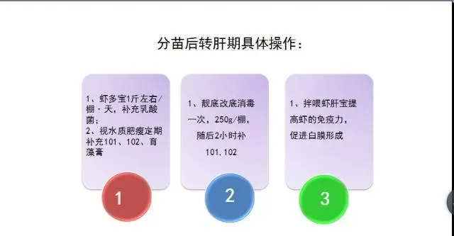 江苏南通如东小棚锅炉苗分苗期管理技术