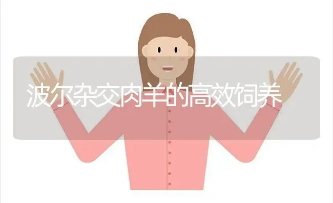 波尔杂交肉羊的高效饲养 | 家畜养殖
