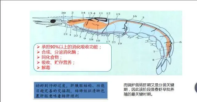 江苏南通如东小棚锅炉苗分苗期管理技术