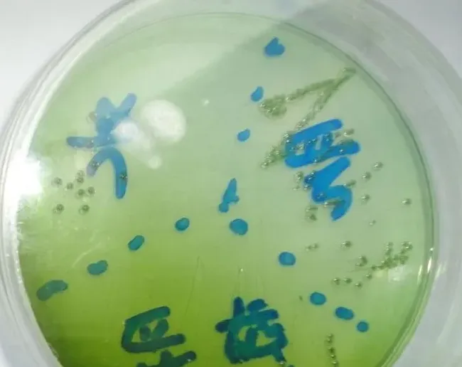 正确认识和防控弧菌，降低虾蟹发病率