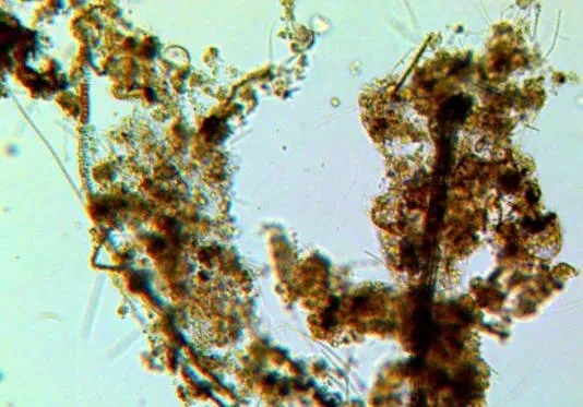 应用生物絮团技术破解南美白对虾养殖难题