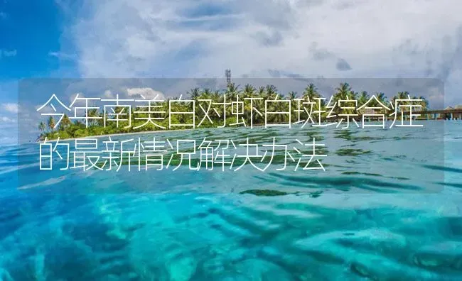 今年南美白对虾白斑综合症的最新情况解决办法 | 海水养殖