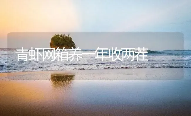 青虾网箱养一年收两茬 | 海水养殖