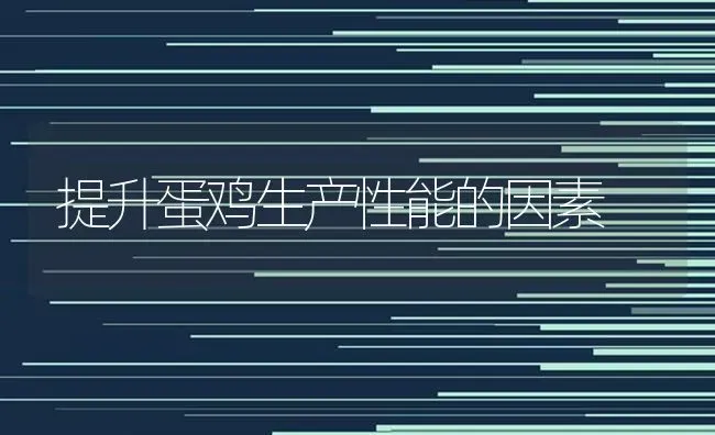 提升蛋鸡生产性能的因素 | 家禽养殖