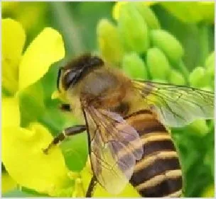 蜜蜂孢子虫病治疗方法 | 农业养殖科普