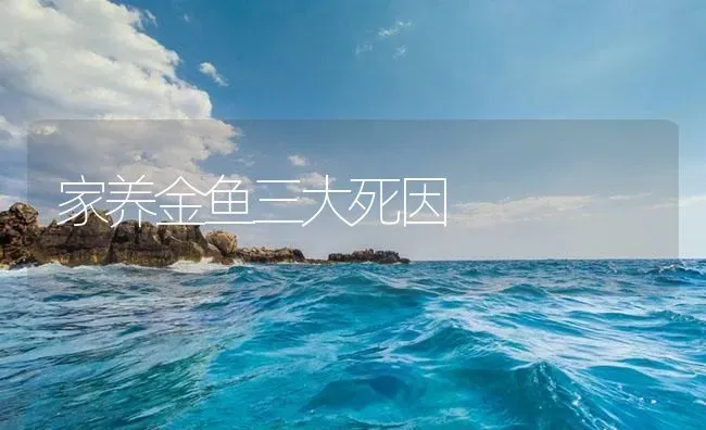 家养金鱼三大死因 | 养殖病虫害防治