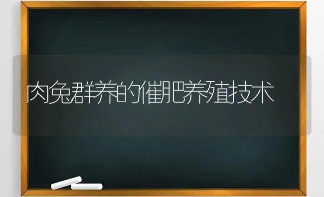 肉兔群养的催肥养殖技术 | 家畜养殖