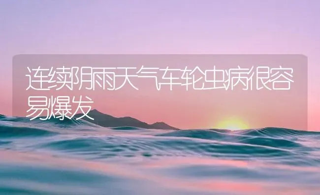 连续阴雨天气车轮虫病很容易爆发 | 养殖病虫害防治