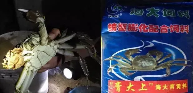 湖北洪湖区域河蟹养殖初始数据：见证“膏大上”