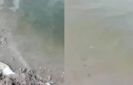 脊尾白虾纤毛虫病及体表挂脏的处理方法