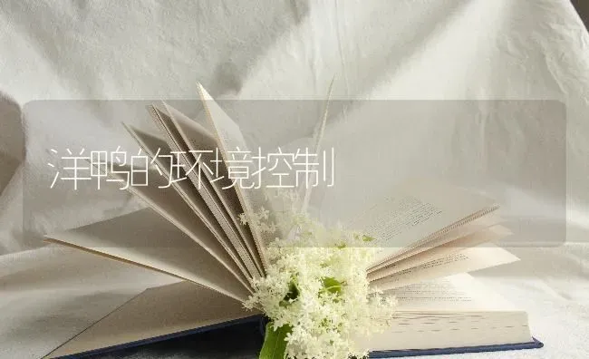 洋鸭的环境控制 | 家禽养殖