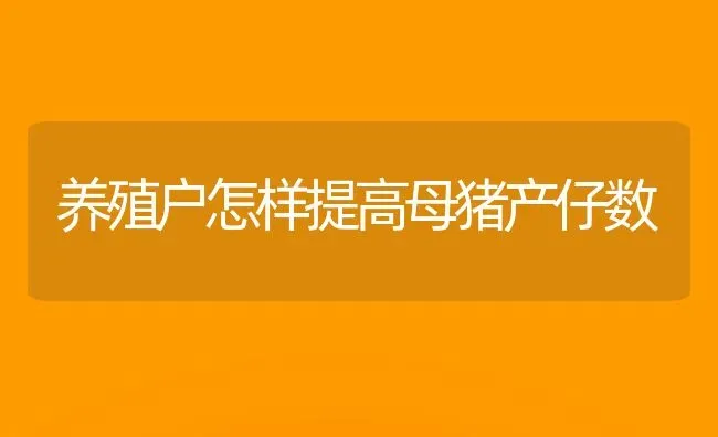 养殖户怎样提高母猪产仔数 | 家畜养殖
