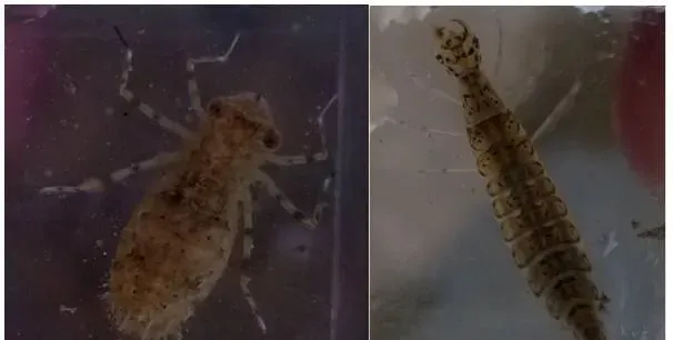 冬棚养殖南美白对虾过程中如何处理水生昆虫？