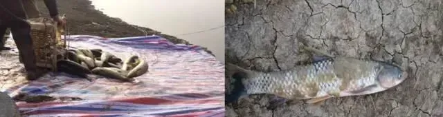 鱼苗的早春投喂现状和澳华驯化料的特点效果