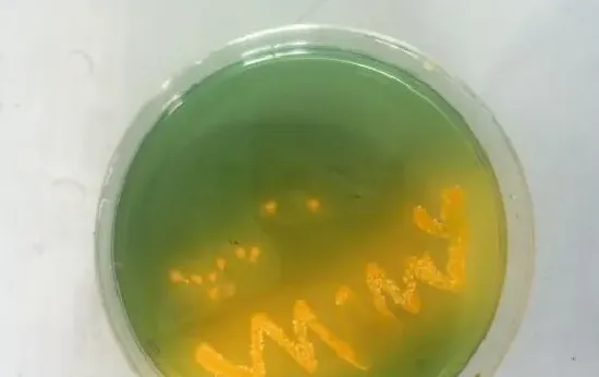 正确认识和防控弧菌，降低虾蟹发病率
