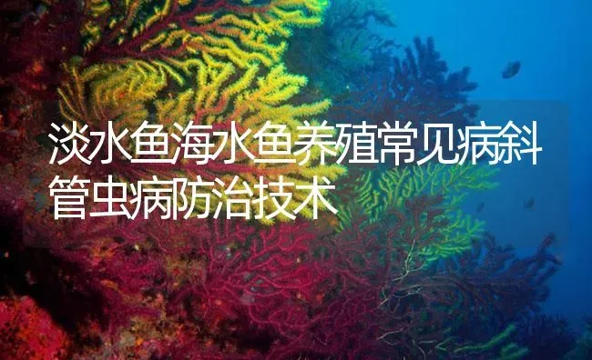 淡水鱼海水鱼养殖常见病斜管虫病防治技术 | 养殖病虫害防治