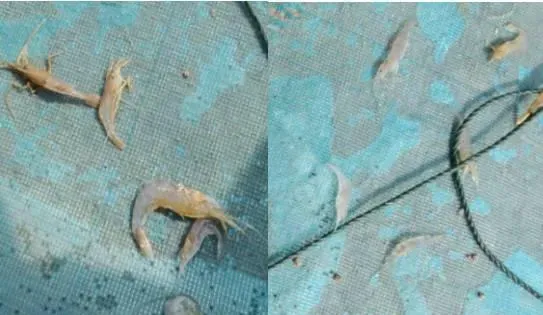 脊尾白虾纤毛虫病及体表挂脏的处理方法