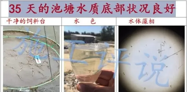 冬天水温低，冬棚虾、工厂化对虾、投苗前期换水少怎么稳定水质
