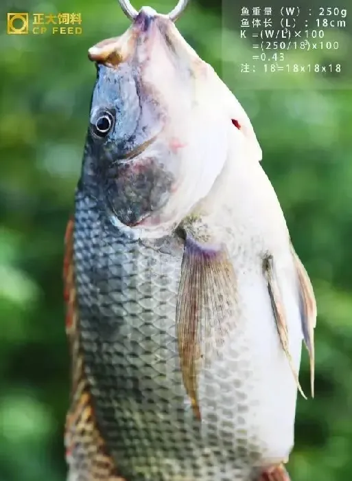 鱼的肥满度是检查饲料阶段投饵效果的重要方法