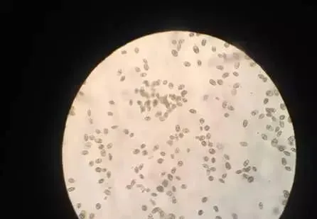 绿水解毒安处理车虾池塘红水效果显著