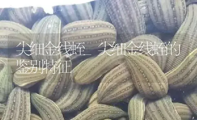 尖细金线蛭_尖细金线蛭的鉴别特征 | 特种养殖