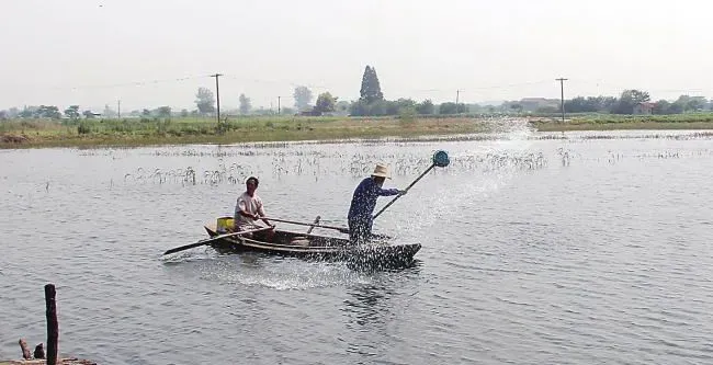 水产养殖户全池泼洒渔药的正确做法