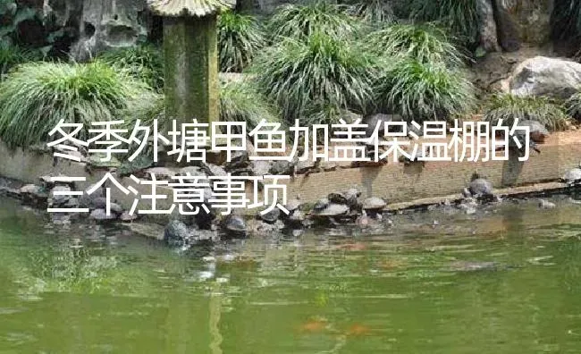 冬季外塘甲鱼加盖保温棚的三个注意事项 | 淡水养殖