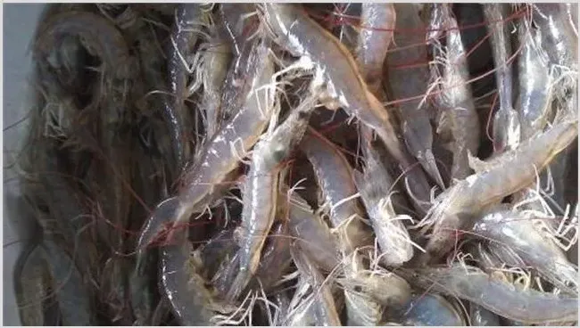 养殖南美白对虾的注意事项及路子 | 动物养殖资料