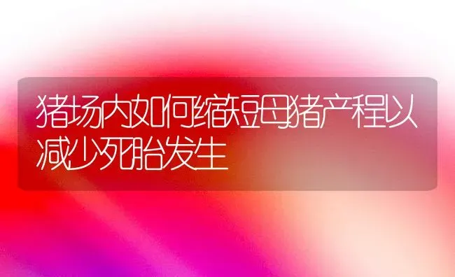 猪场内如何缩短母猪产程以减少死胎发生 | 家畜养殖