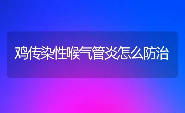 鸡传染性喉气管炎怎么防治 | 家禽养殖