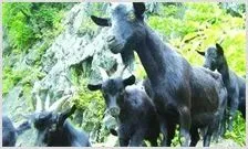黑山羊介绍 | 农业养殖科普