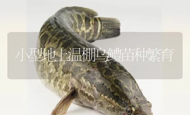 小型地上温棚乌鳢苗种繁育 | 淡水养殖