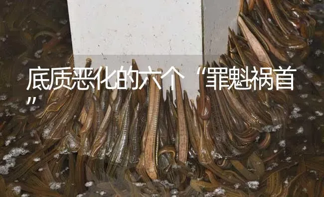 底质恶化的六个“罪魁祸首” | 特种养殖