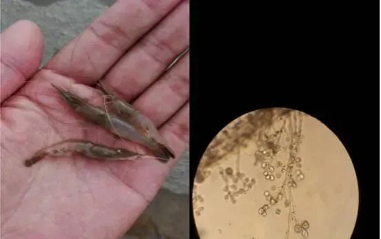 脊尾白虾纤毛虫病及体表挂脏的处理方法