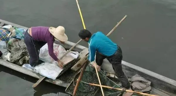 螺蛳在河蟹养殖中的作用，养殖户如何选择螺蛳投放螺蛳