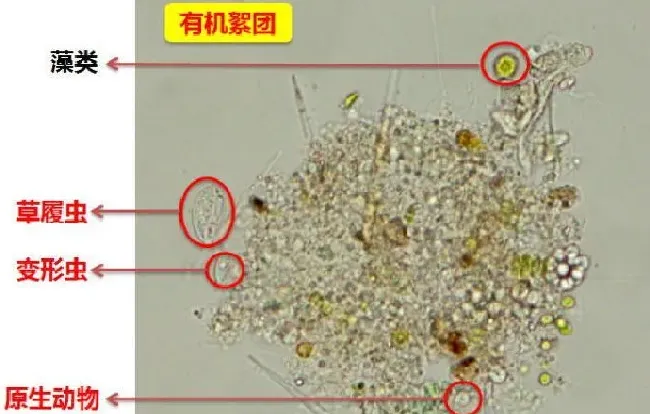 清明前后华中地区“两虫一菌”操作管理方法介绍