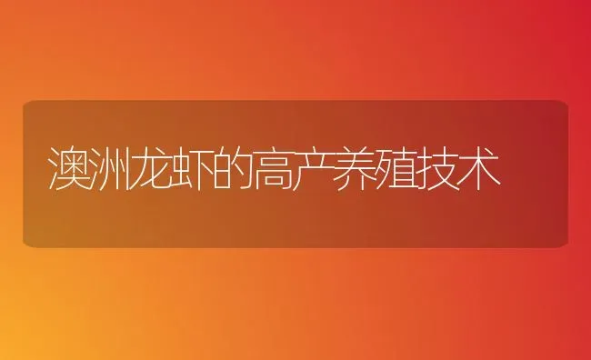 澳洲龙虾的高产养殖技术 | 特种养殖