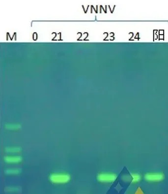 天气变化诱发石斑鱼苗黑身、死亡