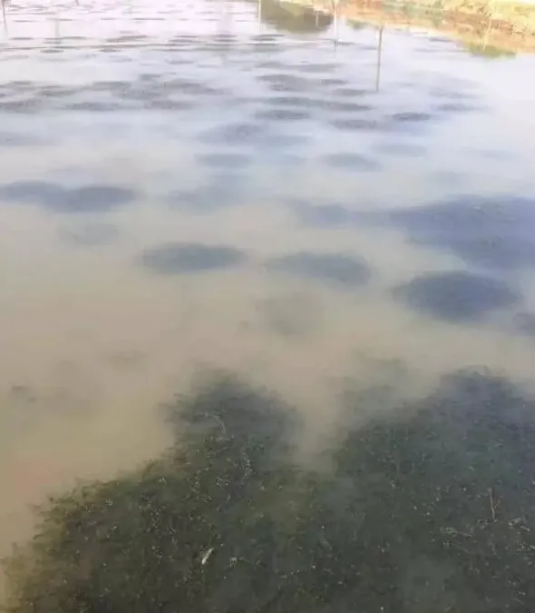 如何确保河蟹在梅雨、高温季节到来前保持良好的体质，避免“水瘪子”及高温期伤亡？