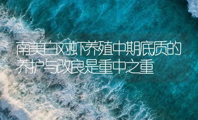 南美白对虾养殖中期底质的养护与改良是重中之重 | 海水养殖